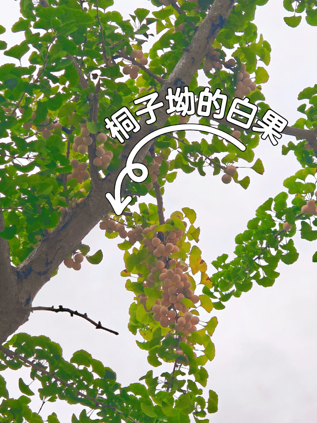 银杏叶悄悄开始黄了:捡秋潮提前开跑,但你捡回来的叶子大多活不过一周——出手前先把保存的账算明白