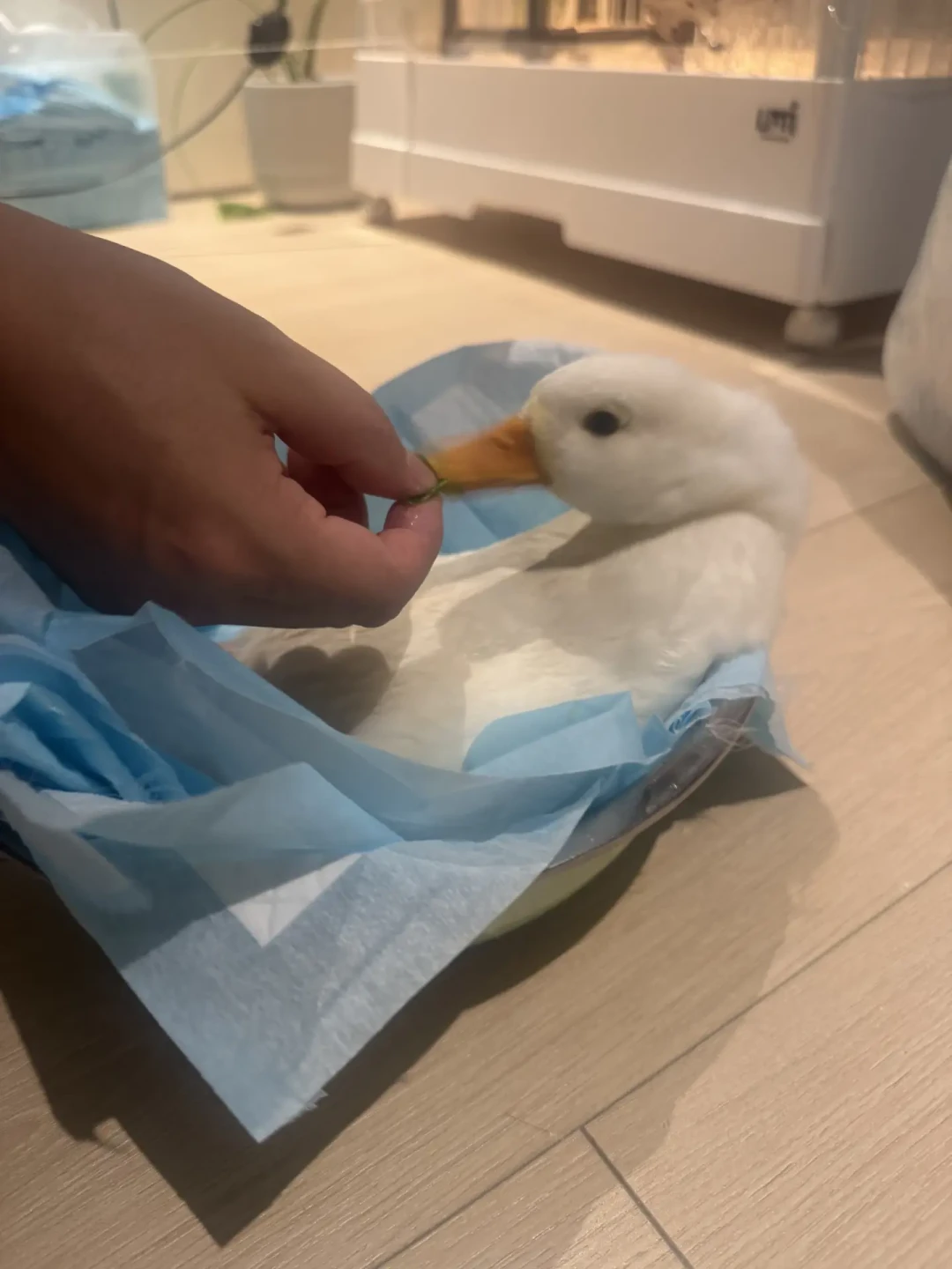买鸭一百块,看病三千起:柯尔鸭生病就医全指南(附高频病症与决策卡)