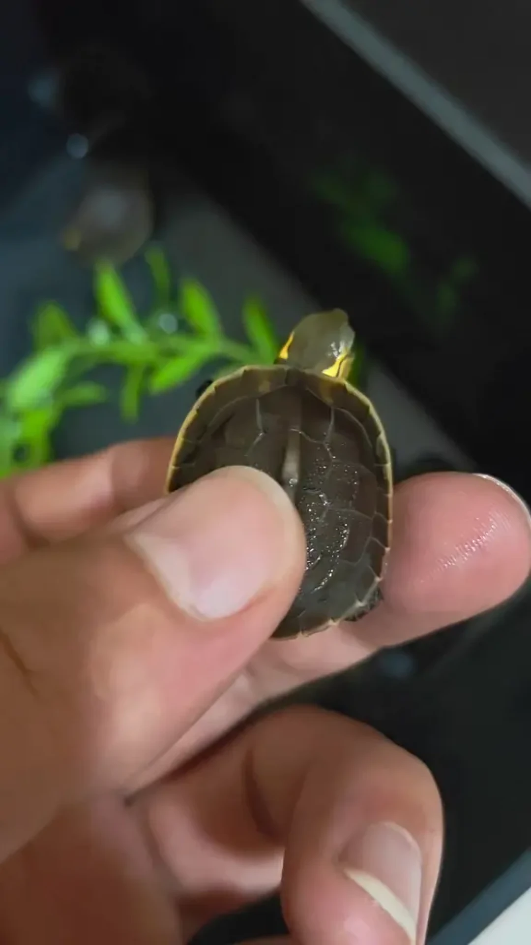 出苗季龟圈又被