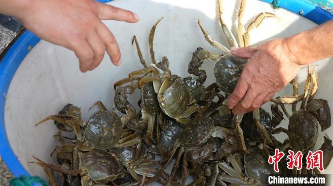 四两蟹二两绳、预约永远约满:蟹券真正的难关不在买,而在提