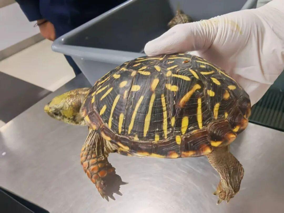 烟盒里的长戟大兜虫、内衣里的箱龟：海关一季度查获异宠超1000只，带它们进境前先把这三条红线过一遍