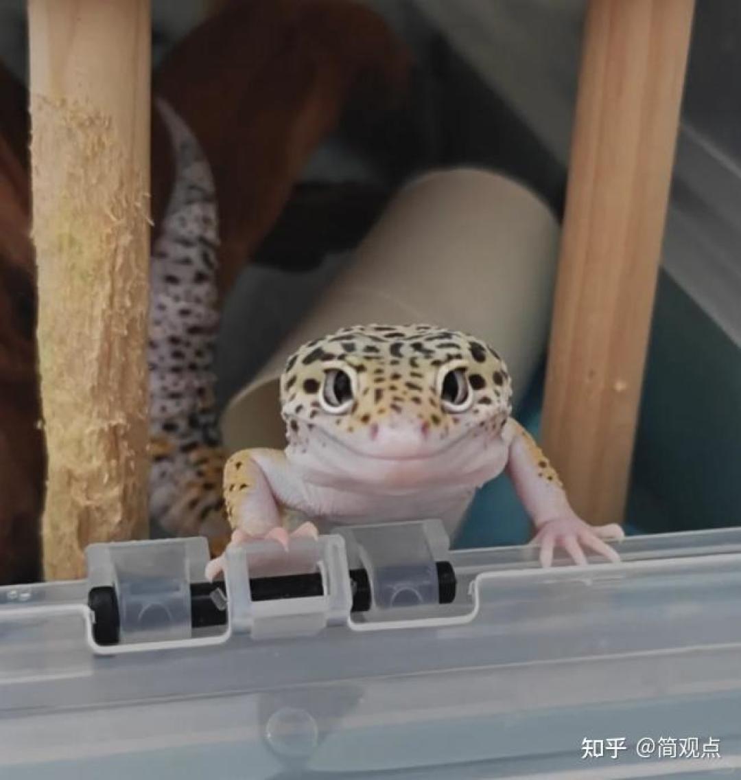 烟盒里的长戟大兜虫、内衣里的箱龟：海关一季度查获异宠超1000只，带它们进境前先把这三条红线过一遍