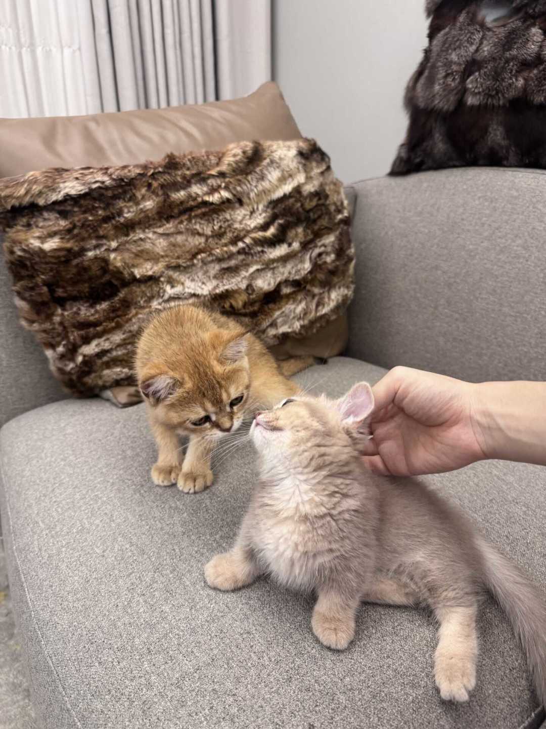 接新猫回家，最怕的不是它俩打架：疾病隔离和引入是两只钟，我替你把判断线画好了