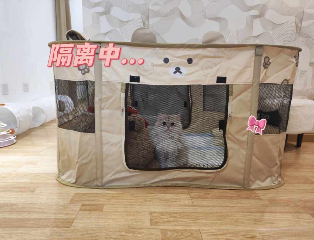 接新猫回家，最怕的不是它俩打架：疾病隔离和引入是两只钟，我替你把判断线画好了