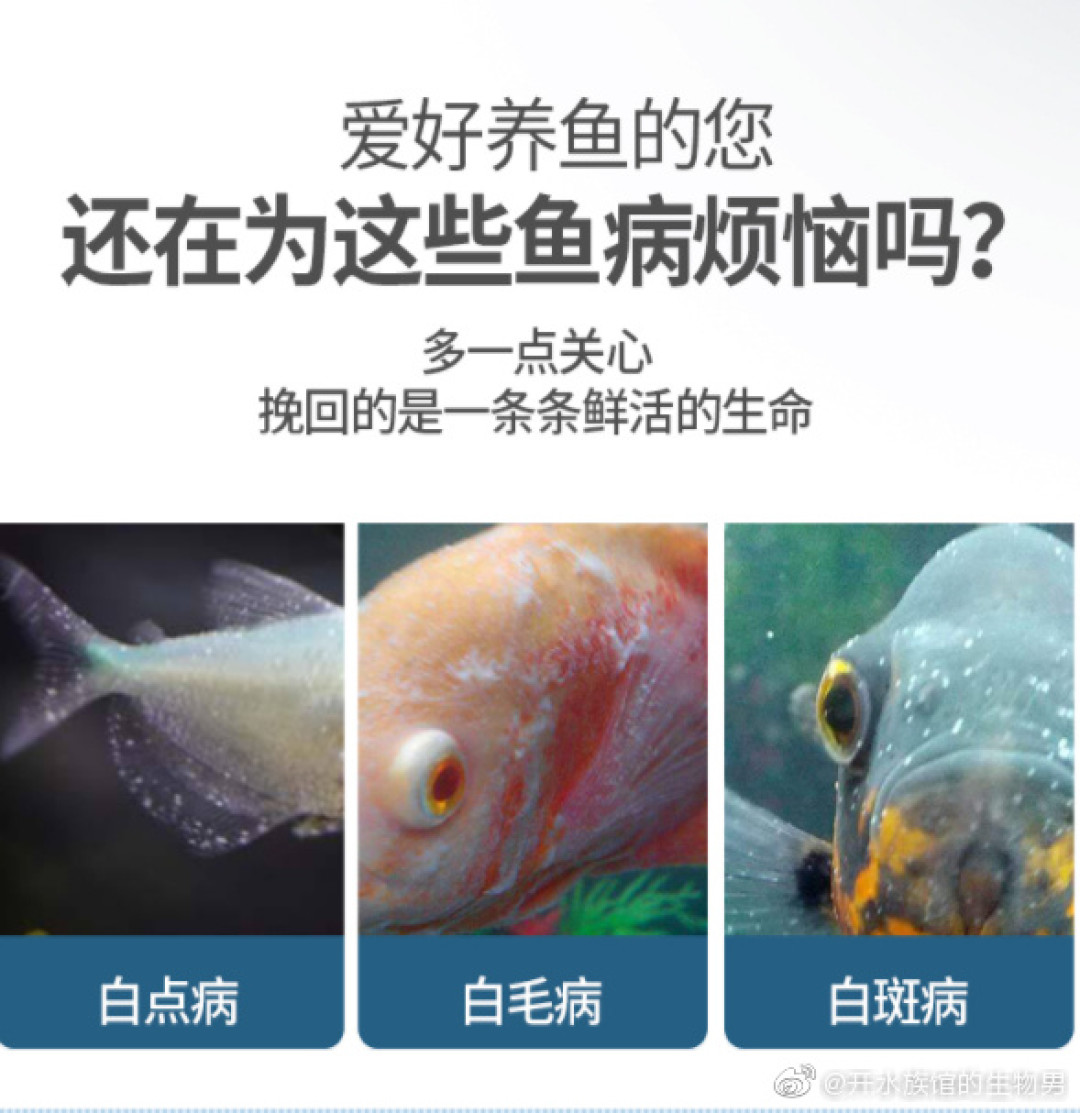 处暑后第一波白点病已经到了:翻完三个平台60多篇求助帖,最多不是治不好,是认错了