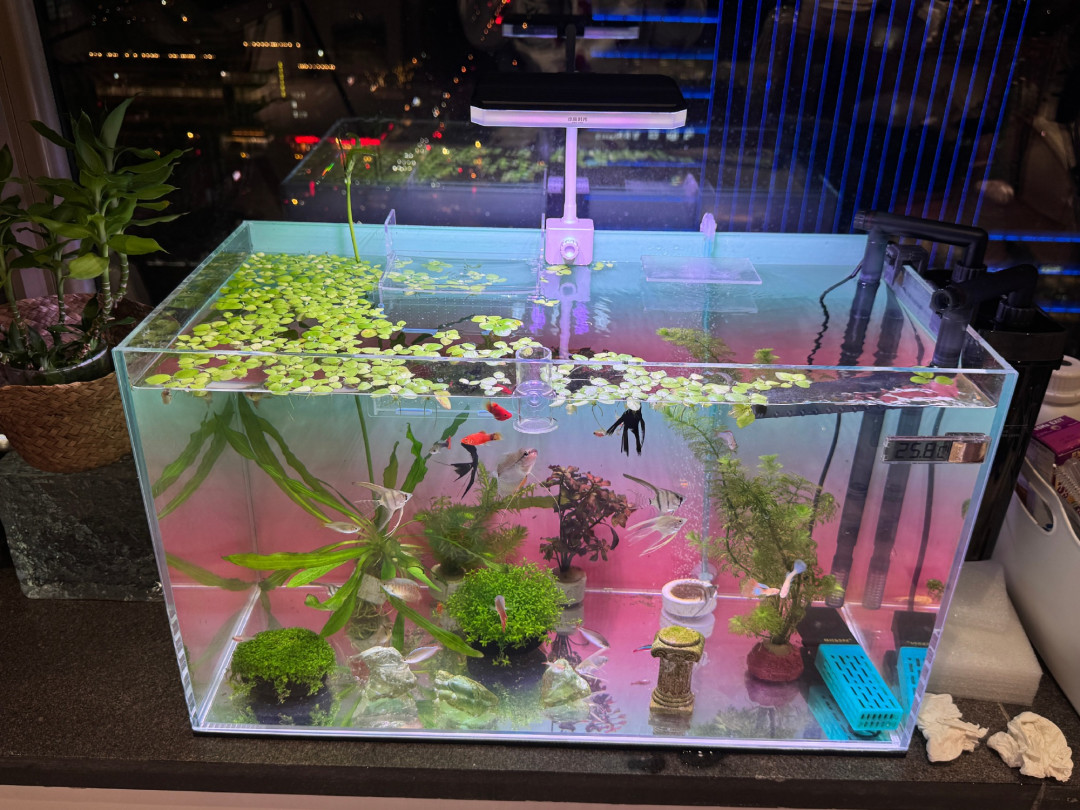 处暑后第一波白点病已经到了:翻完三个平台60多篇求助帖,最多不是治不好,是认错了