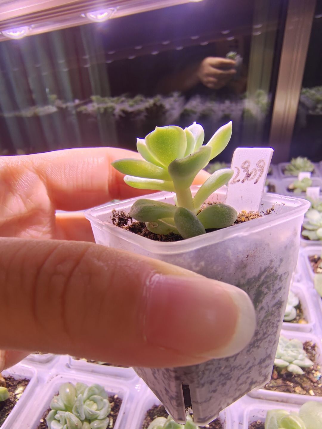 两根灯挂20厘米还在徒、24小时照灯叶子发紫:翻了几十篇补光灯翻车帖和实测帖,我把该不该买、怎么照、每月花几元理清了