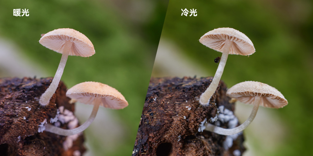 微距摄影最难的从来不是镜头:神牛MA2今天发布还联动了老蛙,我把30元到+618元的6条补光路都理清了