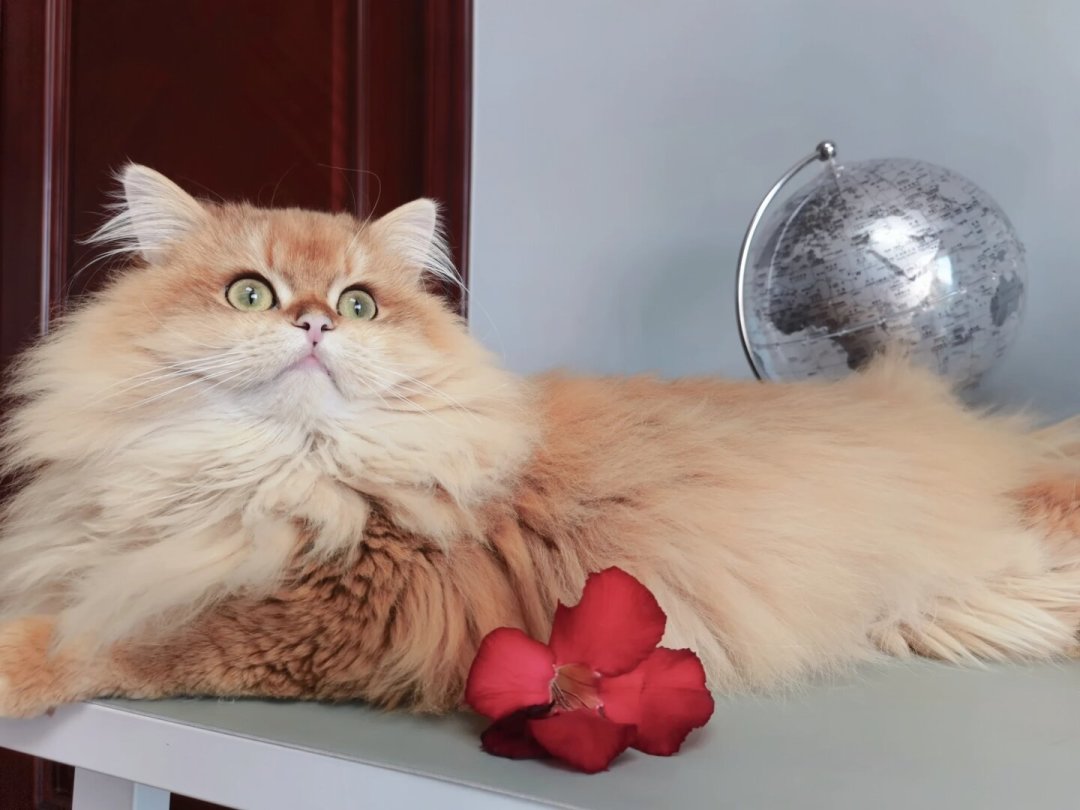 长毛猫的秋季换毛期到了:打薄梳、化毛产品下手前,先看这份去噪指南
