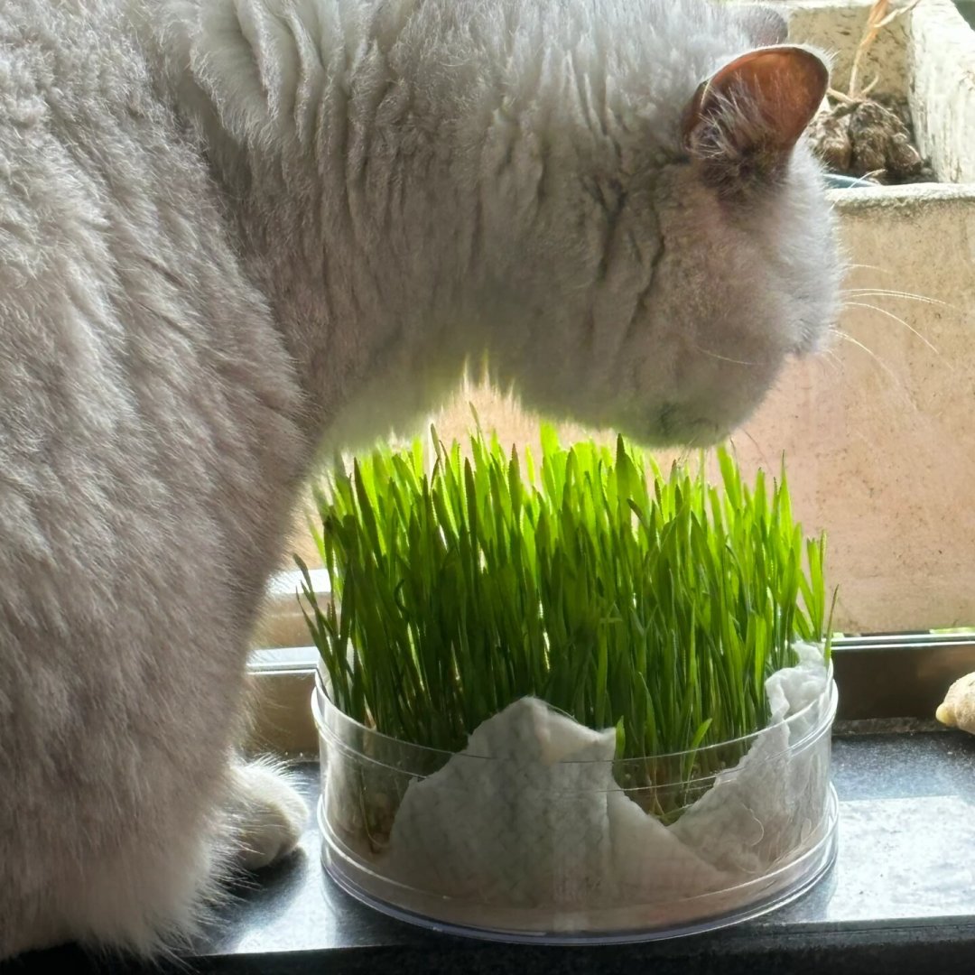 长毛猫的秋季换毛期到了:打薄梳、化毛产品下手前,先看这份去噪指南
