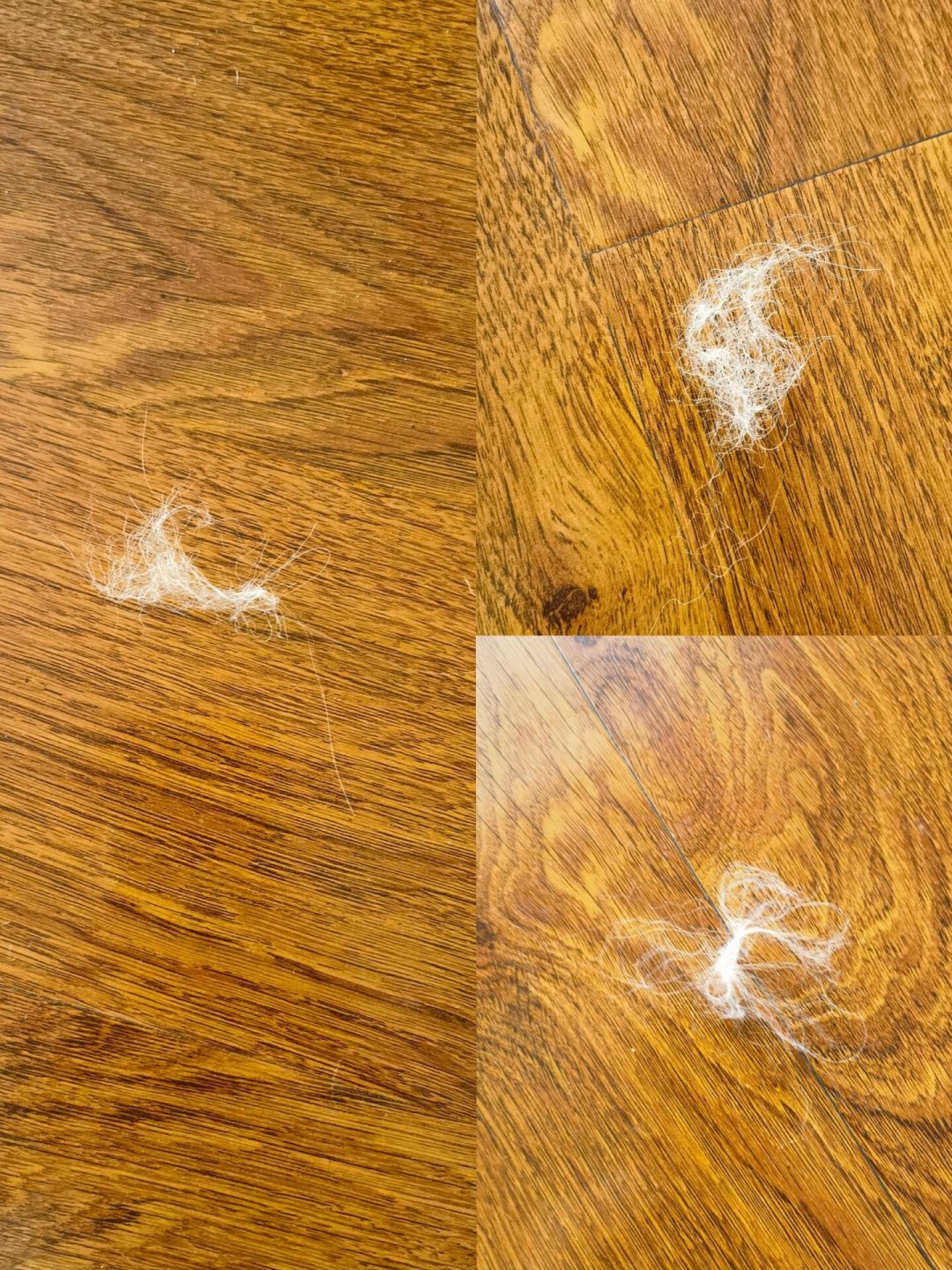 长毛猫的秋季换毛期到了:打薄梳、化毛产品下手前,先看这份去噪指南