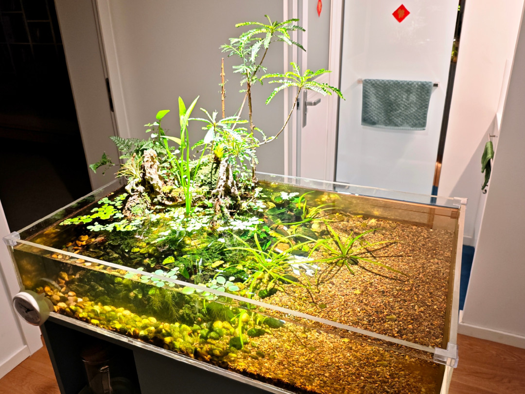4条虾虎鱼,把运行半年的生态缸干成屠宰场:原生缸混养的3条规矩,买鱼前先看清楚
