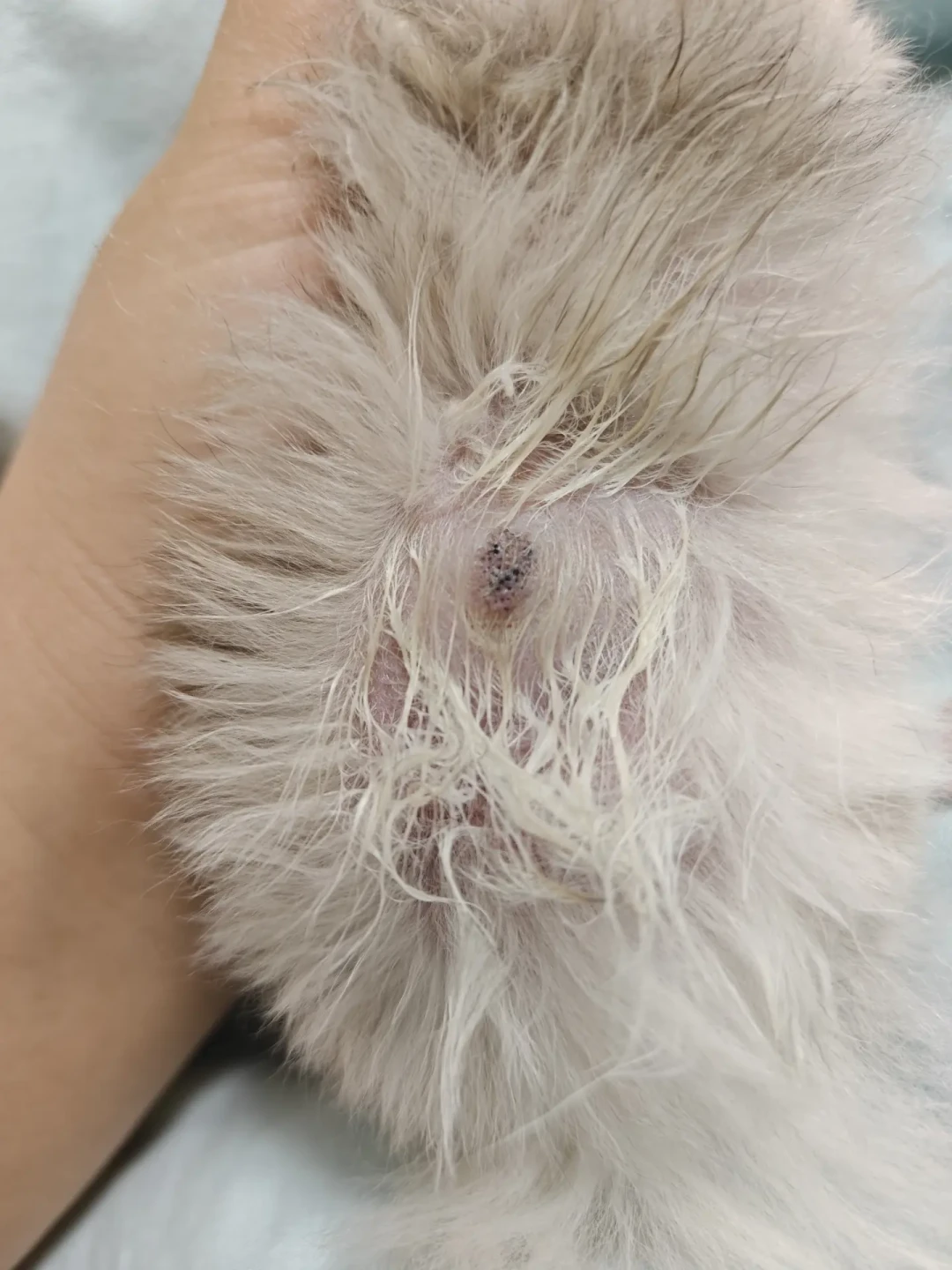 仓鼠挠痒、掉毛、长疙瘩,先别急着买药:我翻完这个夏天全网仓鼠求助帖,做了一张鉴别表