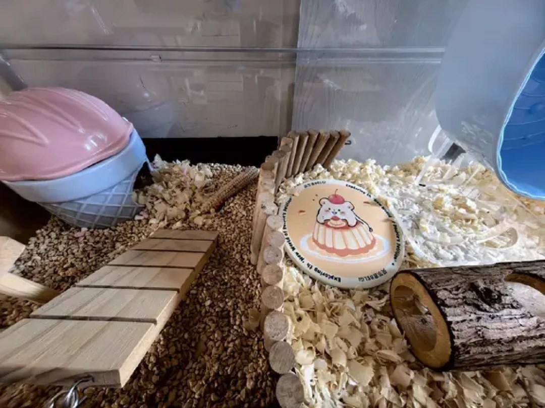 8月底的秋老虎还没走，金丝熊的降温账得算清楚：哪些方法真救命，哪些是自我安慰