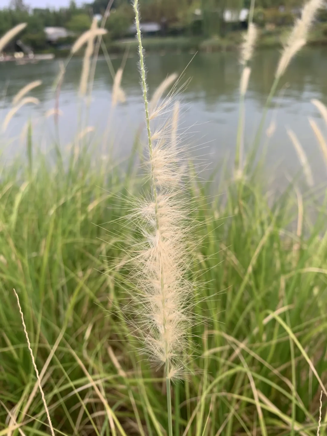 秋遛草丛高峰:狗甩头红眼舔脚,三个“自己好了”是草籽往身体里钻