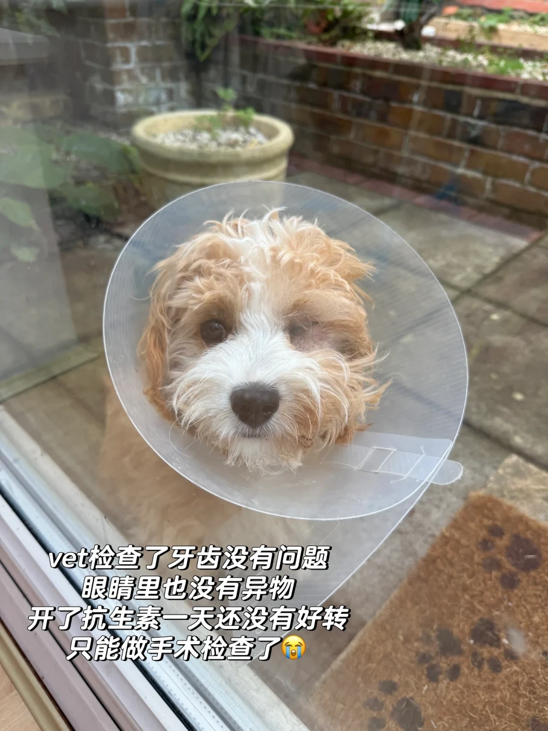 秋遛草丛高峰:狗甩头红眼舔脚,三个“自己好了”是草籽往身体里钻