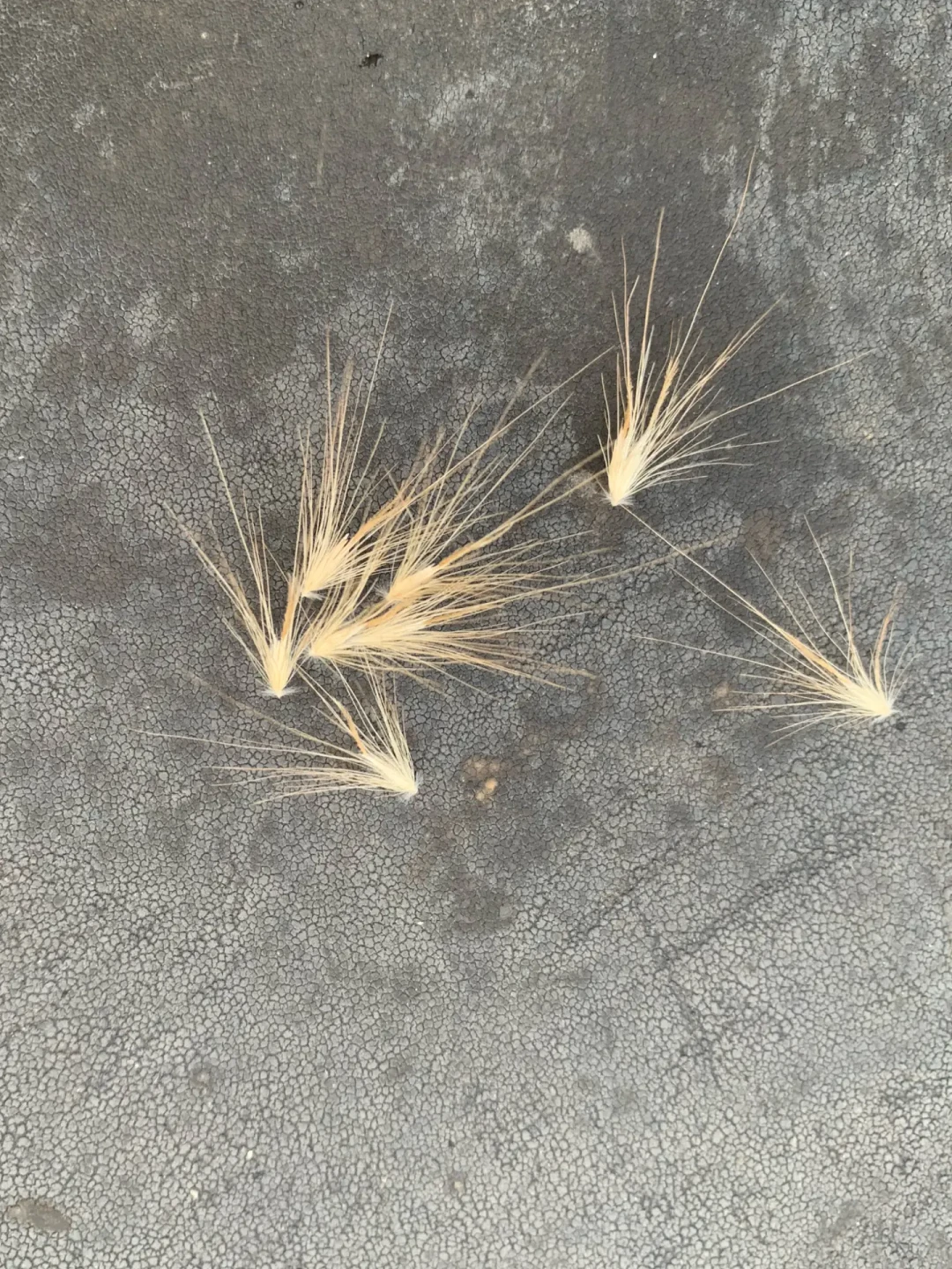 秋遛草丛高峰:狗甩头红眼舔脚,三个“自己好了”是草籽往身体里钻