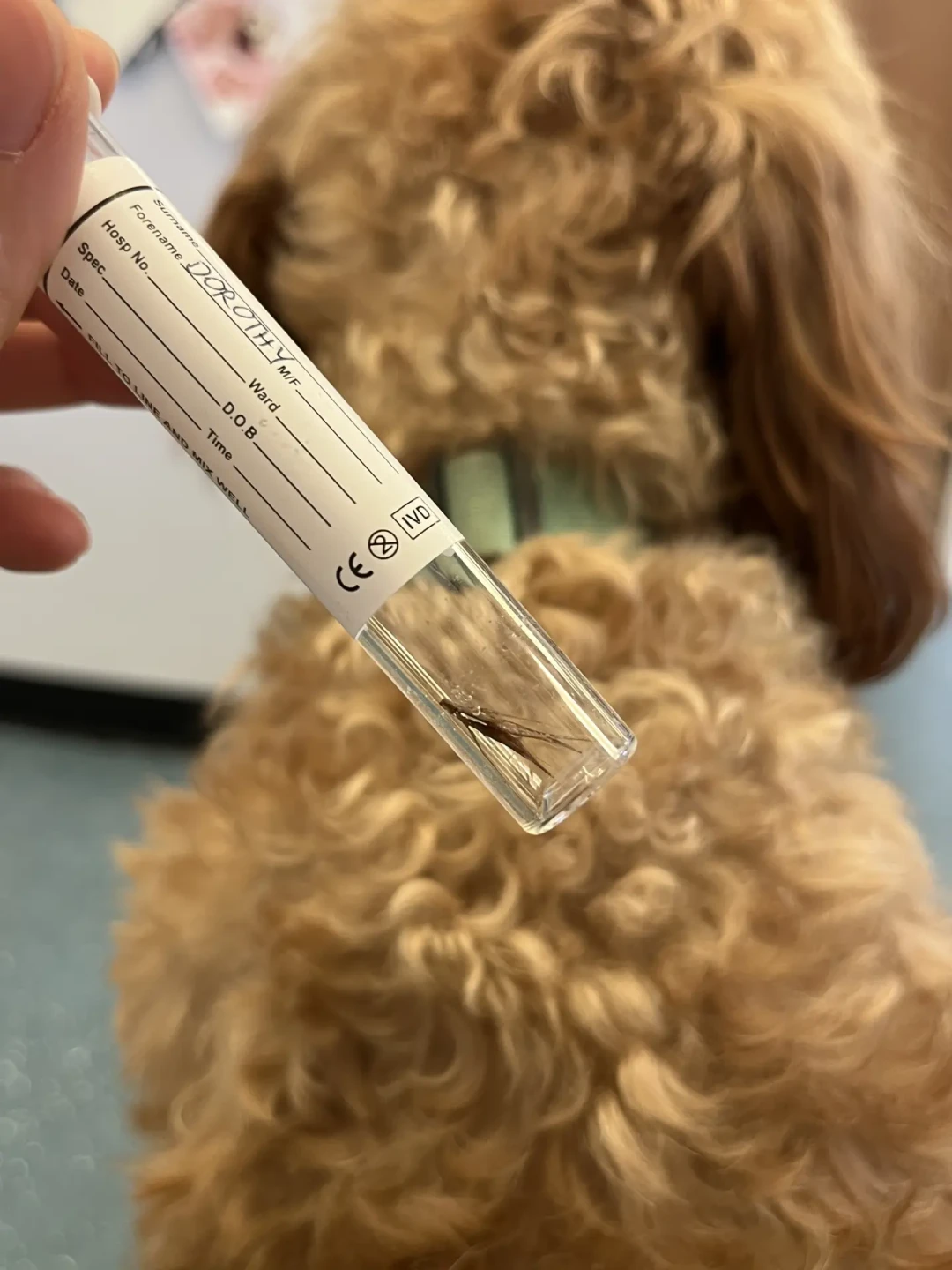 大狗钻进草丛10分钟，麻醉取草芒账单6000元：16例病例摆在一起，最贵的是这4种