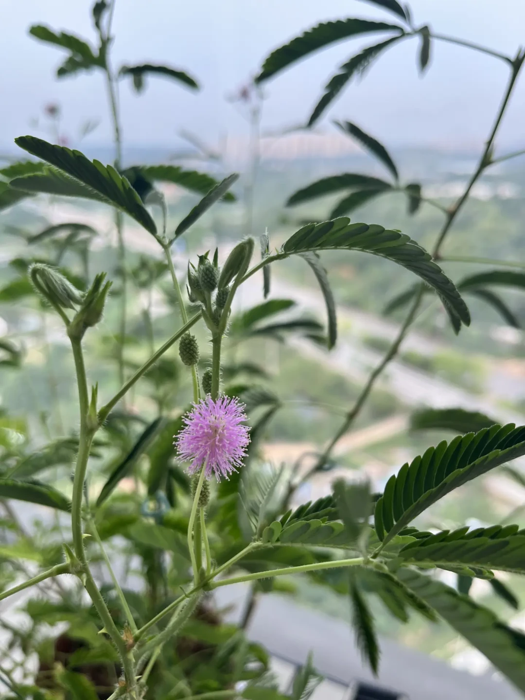 第三个台风扫过浙江:盆花被风雨折腾完,按这个顺序救——先别施肥、别晒、别急着剪