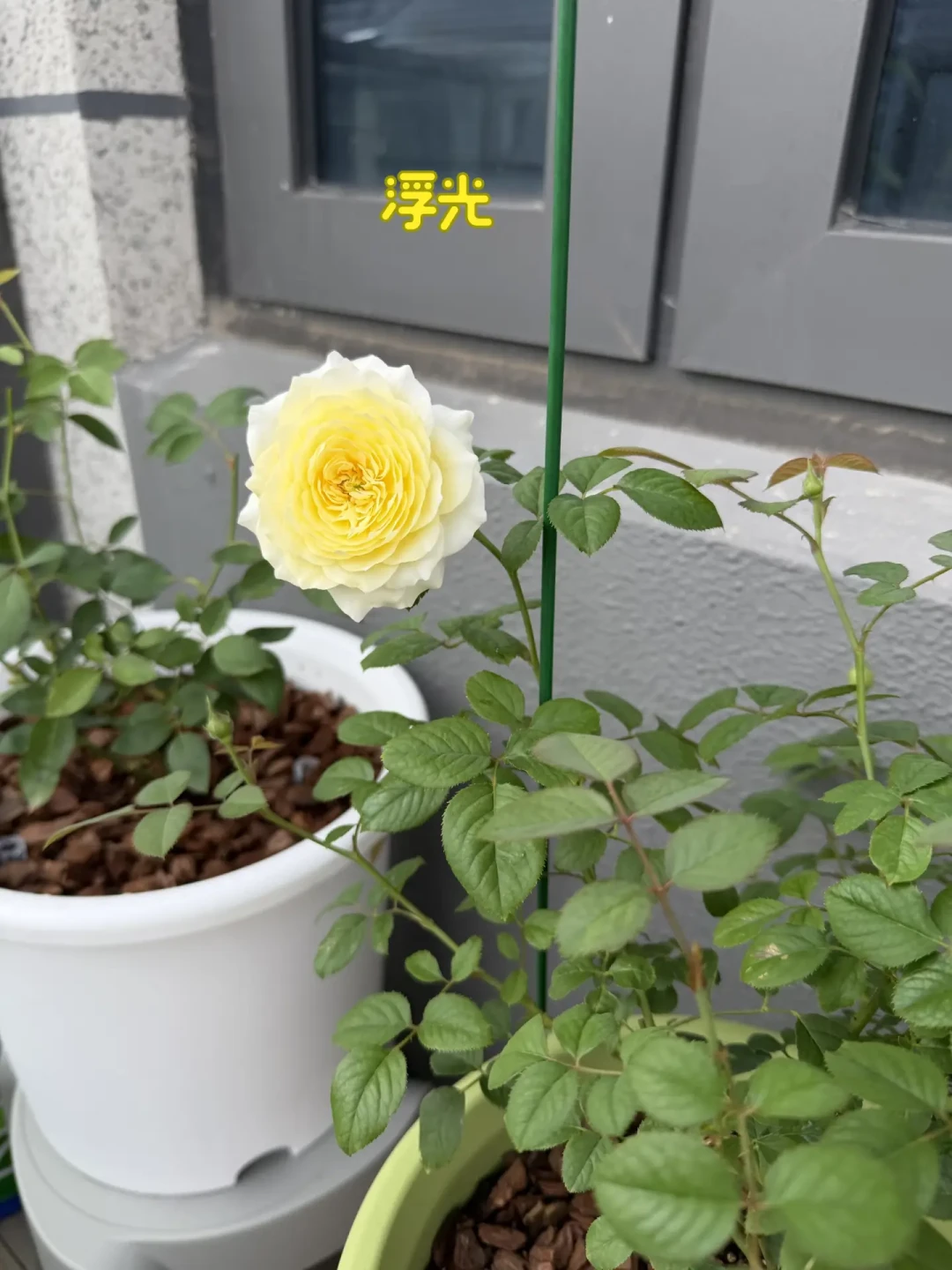 第三个台风扫过浙江:盆花被风雨折腾完,按这个顺序救——先别施肥、别晒、别急着剪