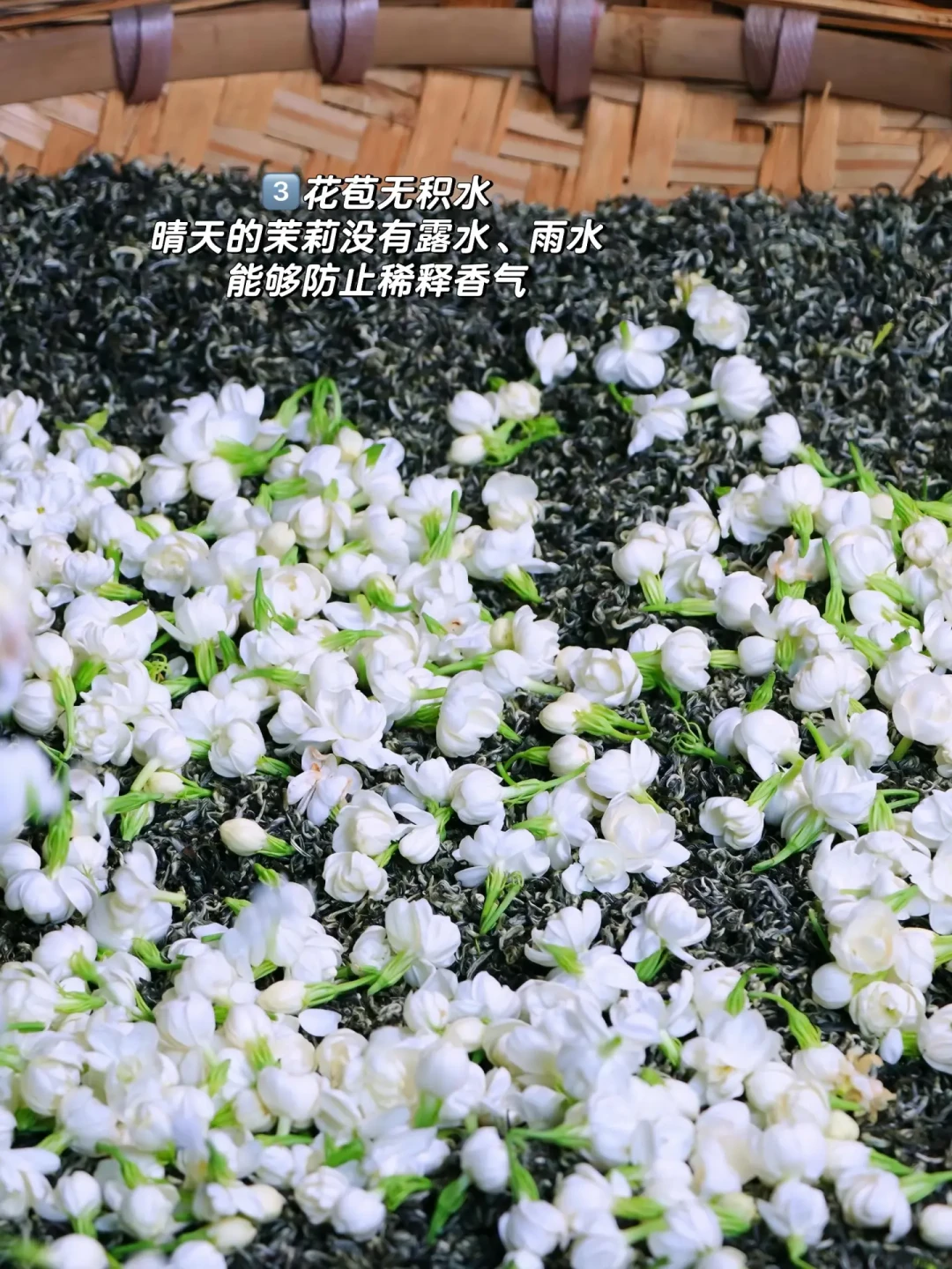 茉莉花苞