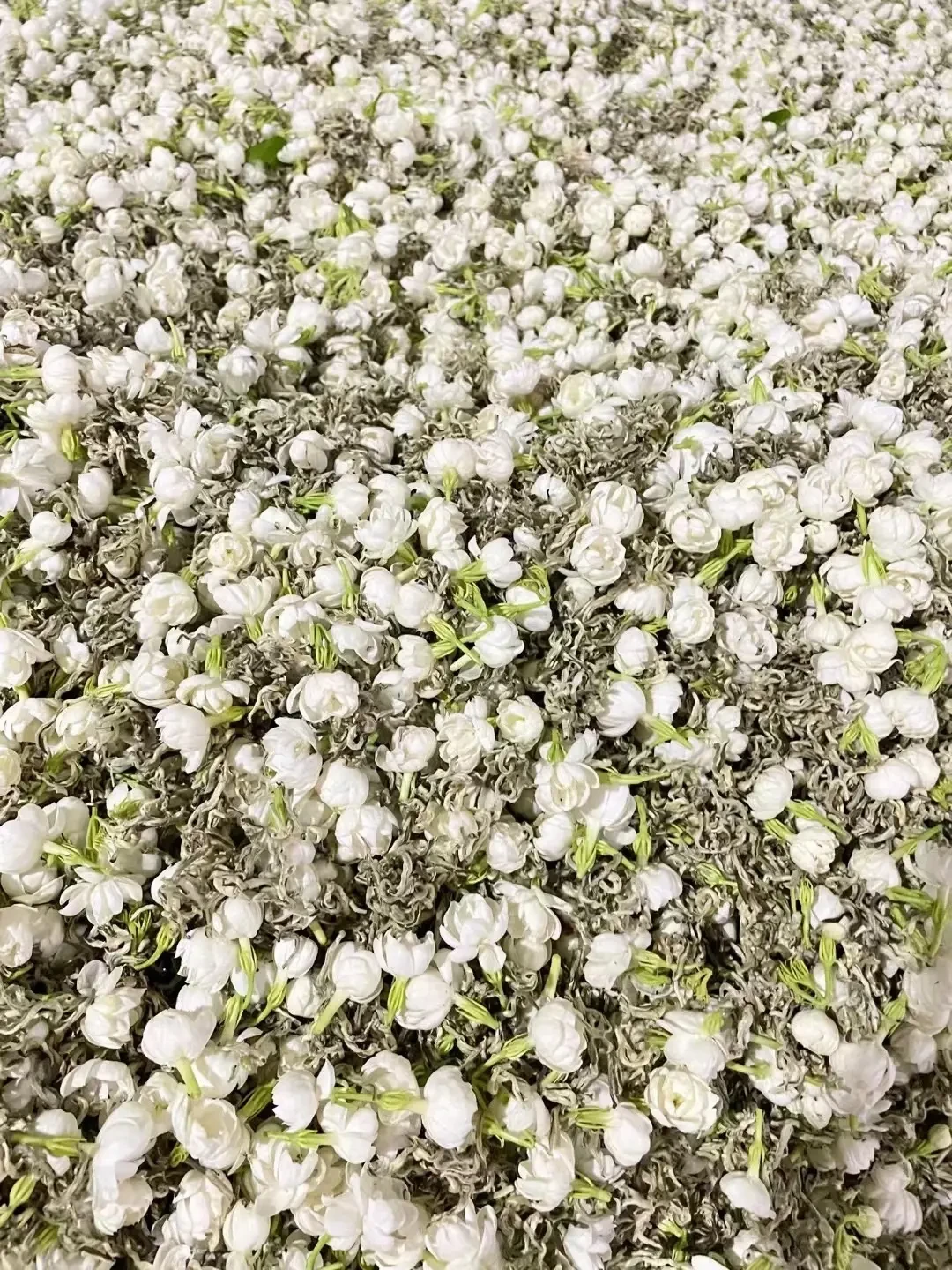 茉莉鲜花与干茶
