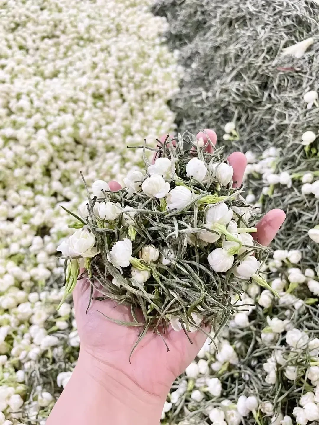 花与茶拌和窨制
