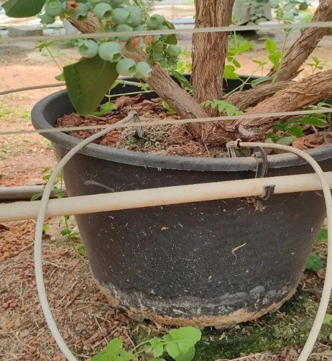 蓝莓价格腰斩,大棚还在盖:基质栽培的账,正在被重新算