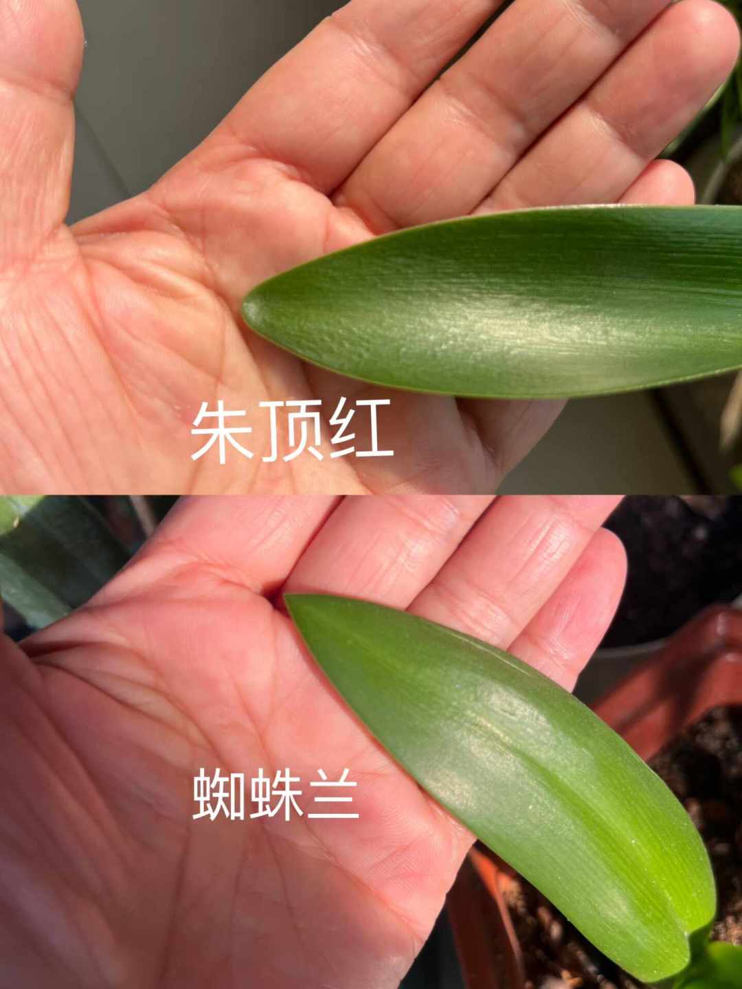几块钱一颗包邮的“进口朱顶红”,养半年可能开出绿化带的草花:秋种球避坑指南