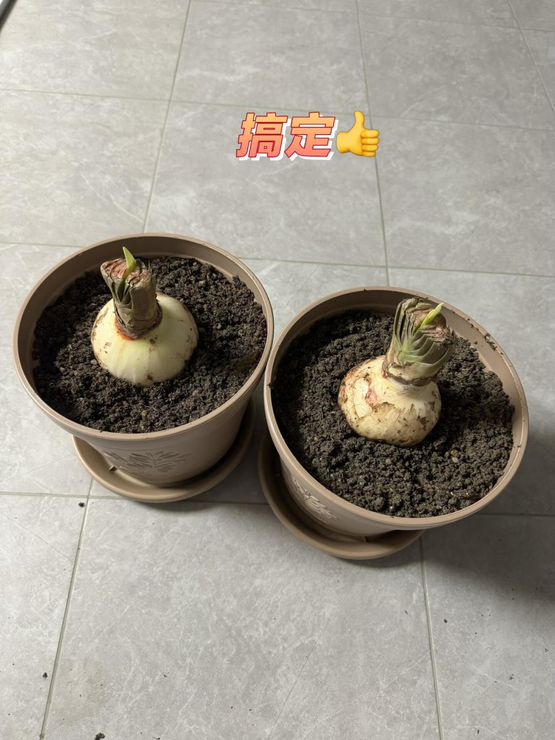 几块钱一颗包邮的“进口朱顶红”,养半年可能开出绿化带的草花:秋种球避坑指南