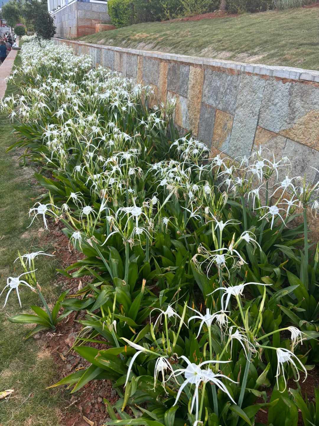 几块钱一颗包邮的“进口朱顶红”,养半年可能开出绿化带的草花:秋种球避坑指南