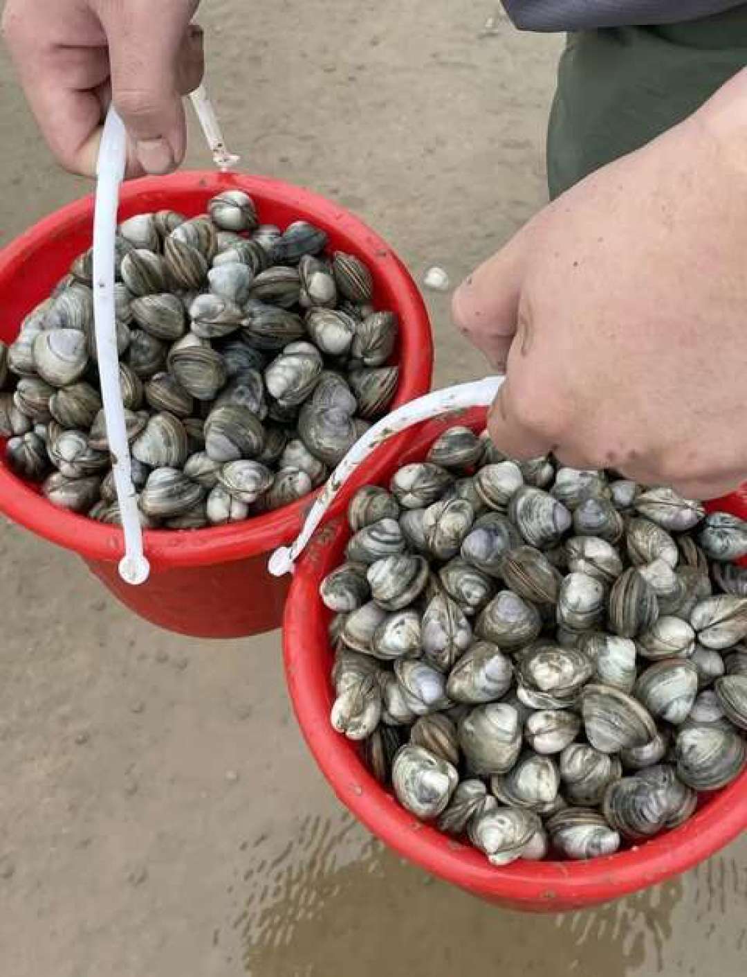 这周末是八月最后的大潮窗口:挖蛤蜊之前,先把这3个数字搞对