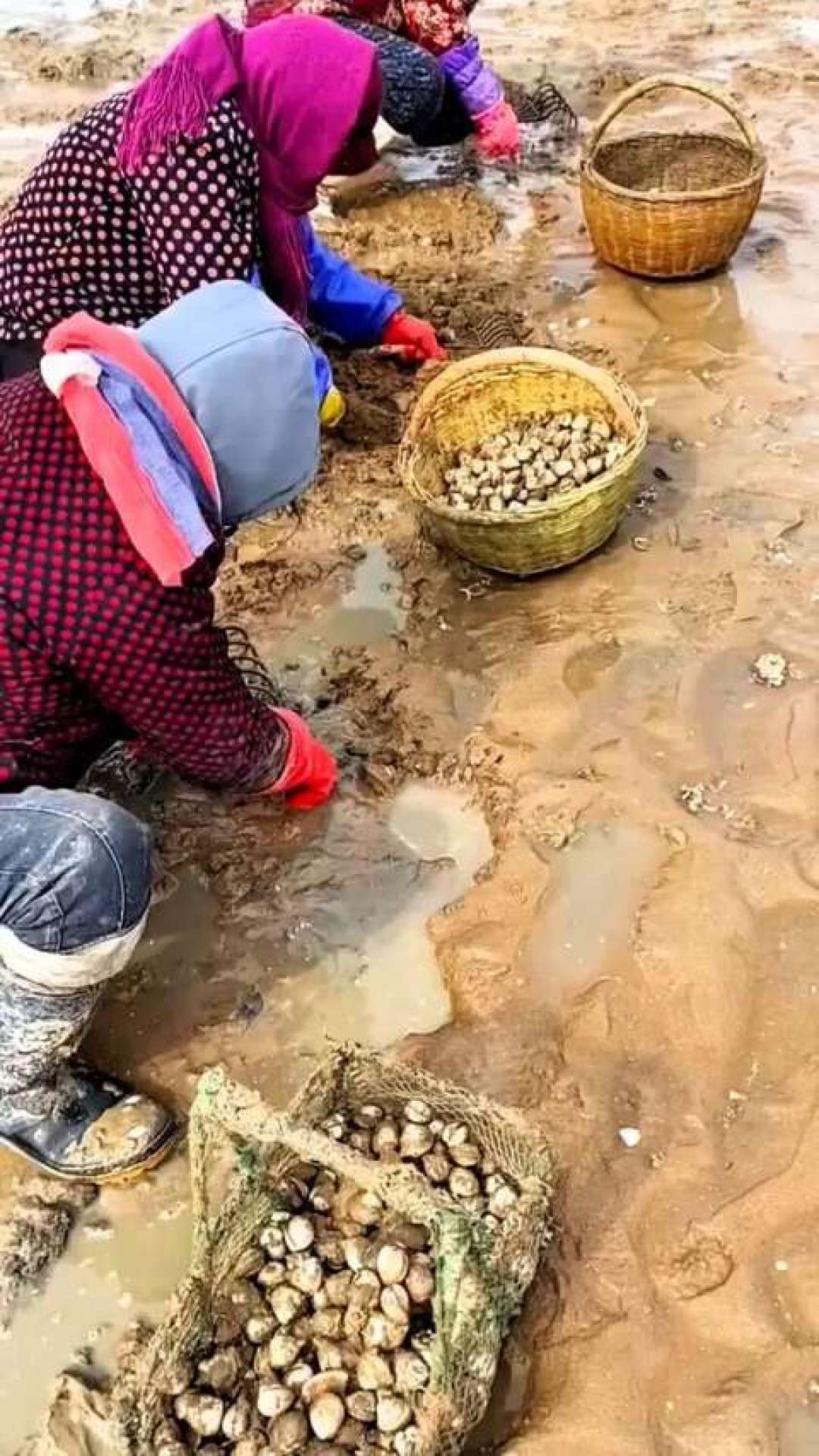 这周末是八月最后的大潮窗口:挖蛤蜊之前,先把这3个数字搞对