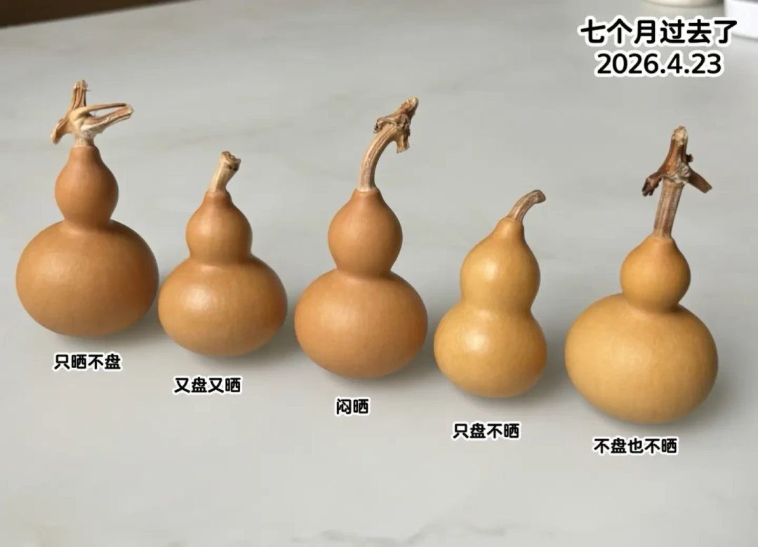 刻完的葫芦先别急着盘：7个月对照实验说