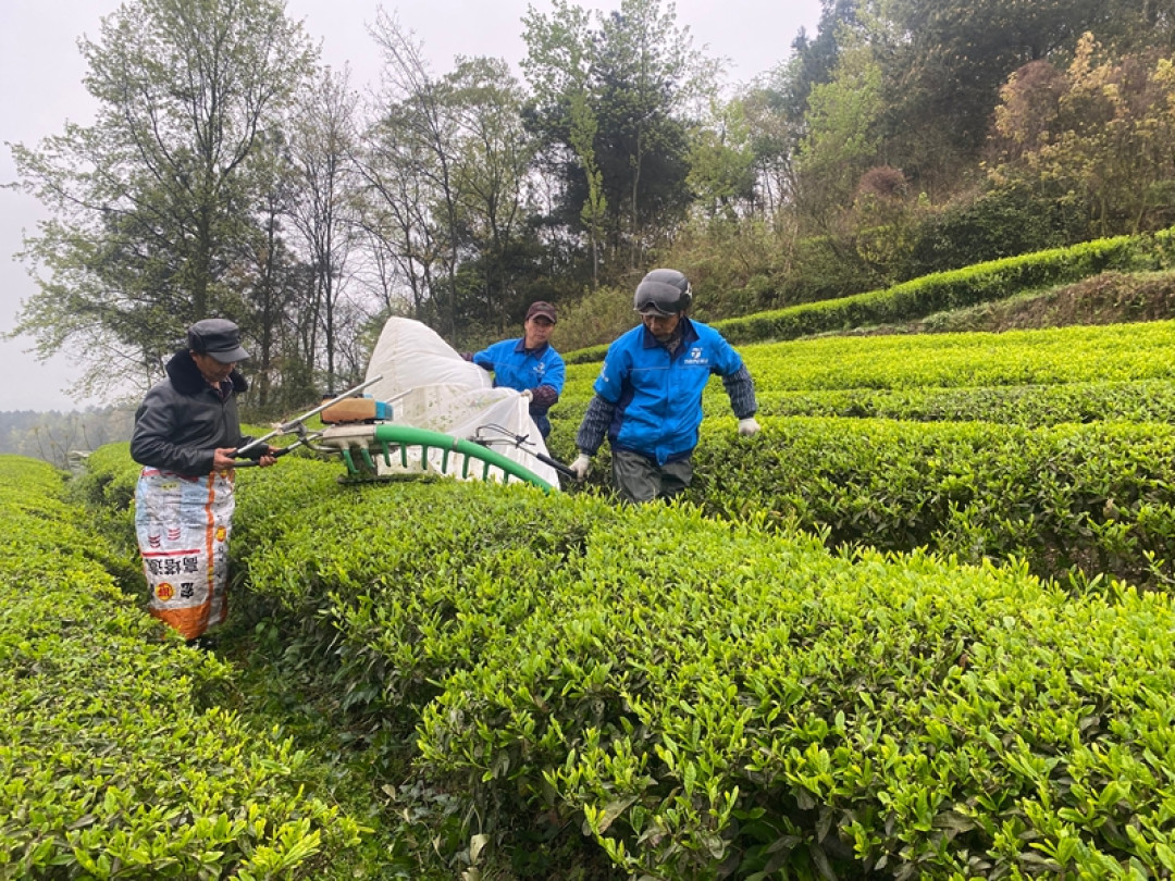 夏秋茶拿了国家级大奖，