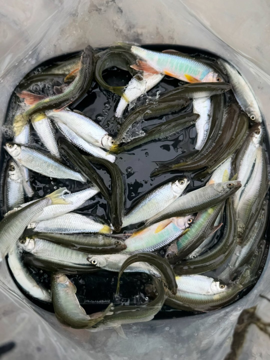 2个月3个台风、珠江还在涨水:这周末的溪流微物,是