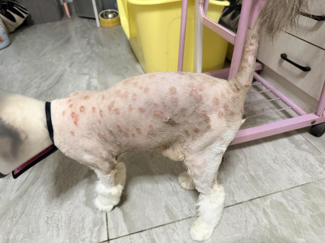 宠物店洗澡染上猫癣,这笔账谁也说不清:入秋带猫洗护前,先想明白这四件事