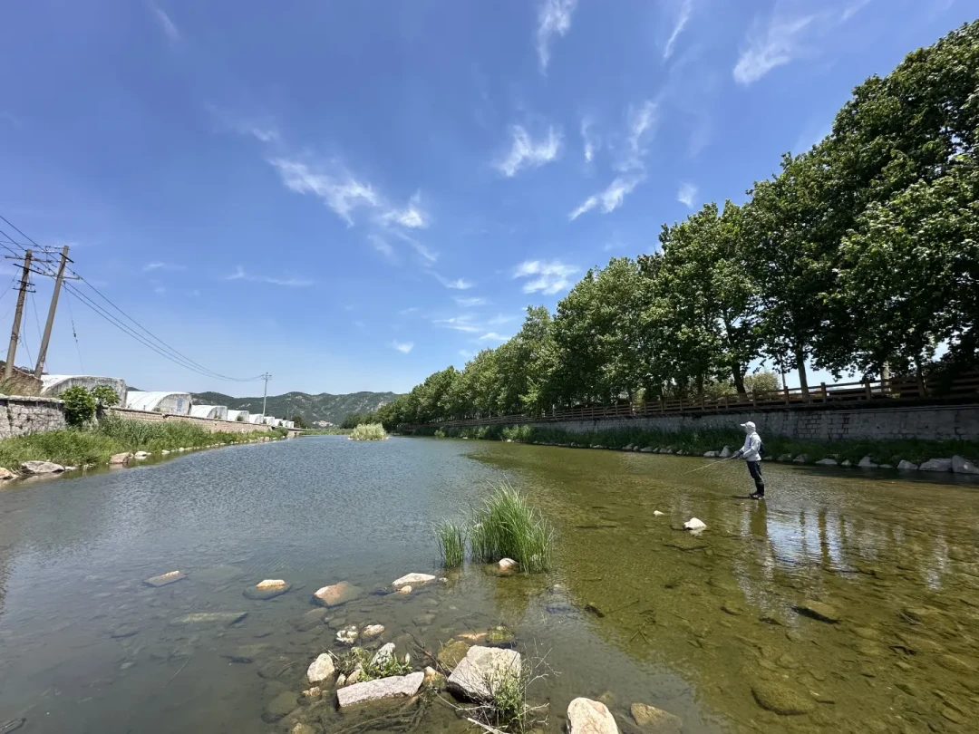 马口入缸多半死在头两周:全网11条“死亡通知”,整理成一份14天活口清单