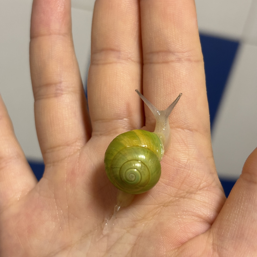 深圳女童感染脑膜炎,起因是小区里一只蜗牛:小红书还在疯推“桌面宠物蜗牛”,这3种千万别碰,下单德亚奇前先对完这4笔账
