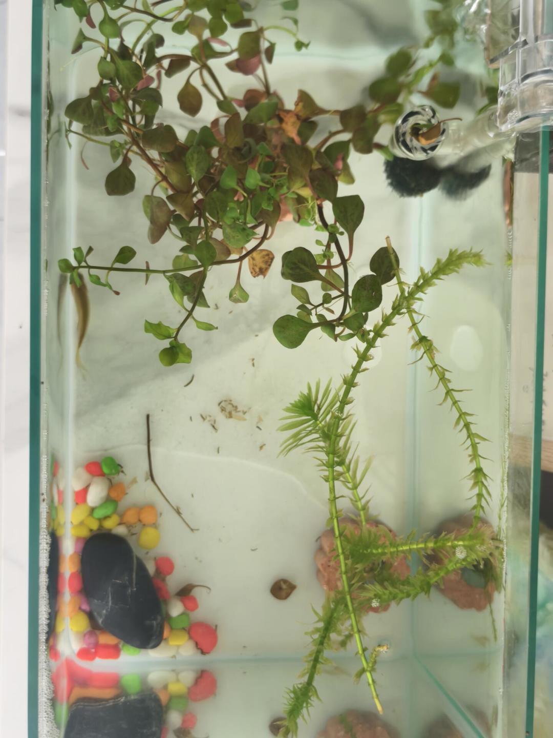 金鱼啃光一缸草,可另一拨人说