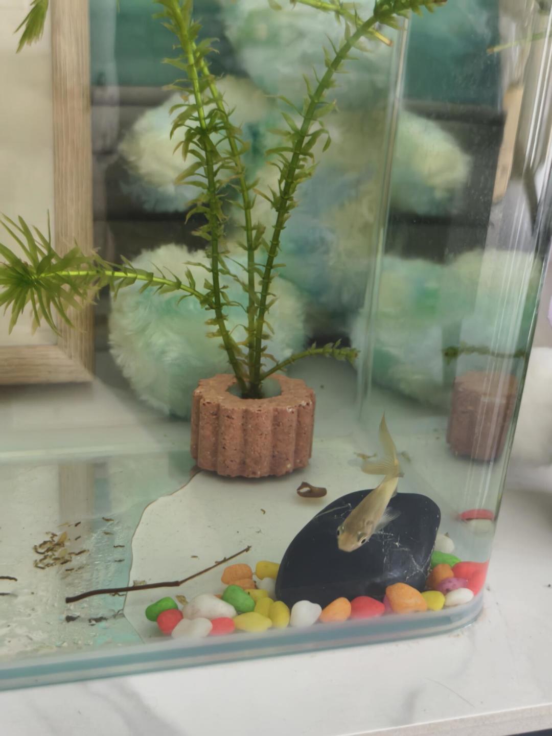 金鱼啃光一缸草,可另一拨人说