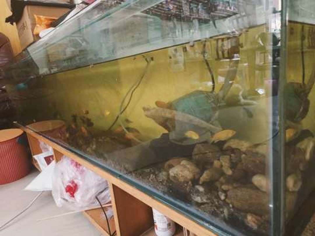 两条马口吃了8斤锦鲤?这热搜一半是错的:混养真规则就3条