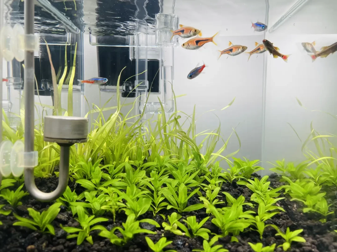 草缸被热到溶叶,先别急着翻:溶叶分三种,只有一种真没救,补种等九月