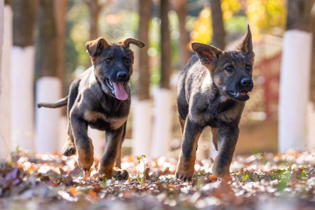 那篇27.8万赞的帖子放弃了震动项圈:训犬工具,该买的是「翻译器」,不是「教鞭」