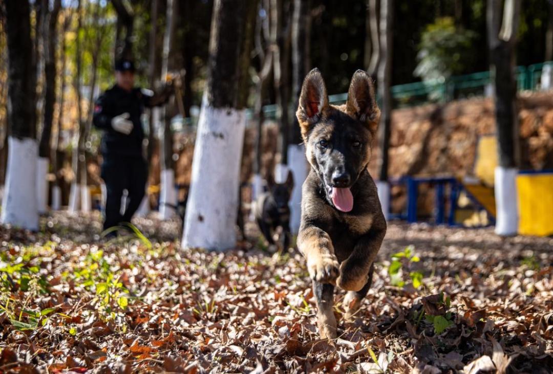 那篇27.8万赞的帖子放弃了震动项圈:训犬工具,该买的是「翻译器」,不是「教鞭」