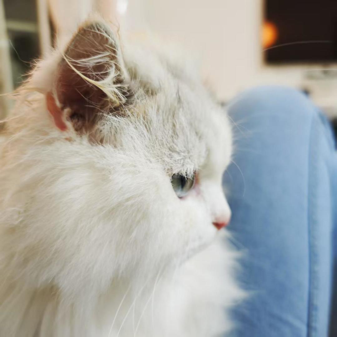 猫不认主人,只认吃的?4个行为学实验给出意外答案