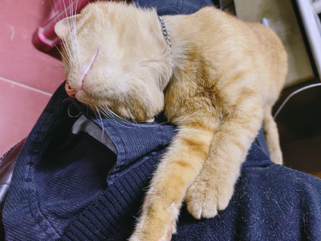猫不认主人,只认吃的?4个行为学实验给出意外答案