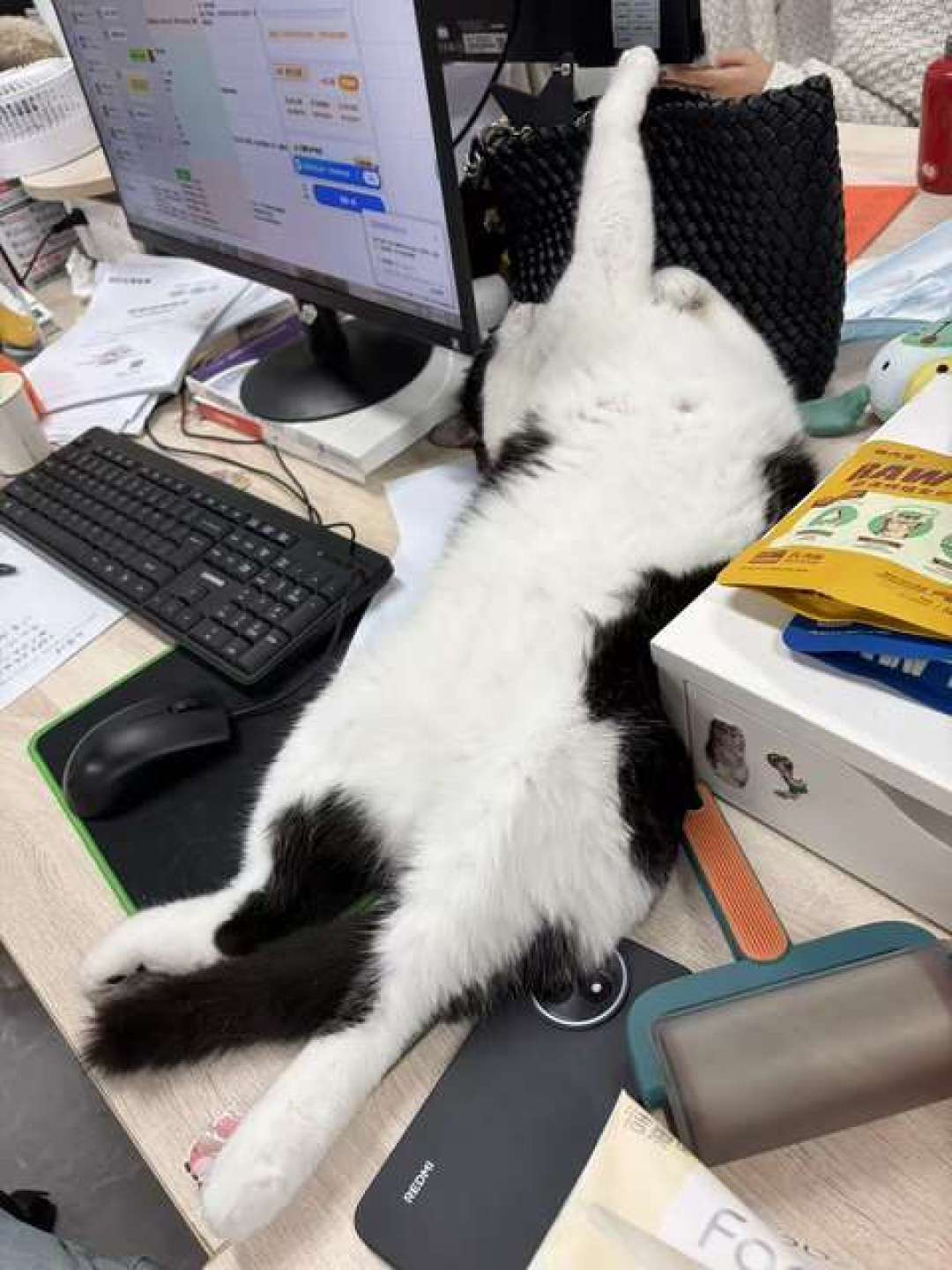 猫不认主人,只认吃的?4个行为学实验给出意外答案