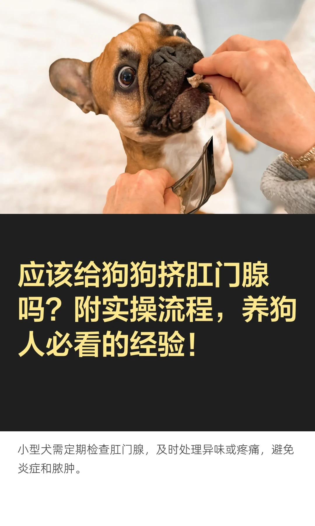 肛门腺加项80元,脓肿治疗650元:两派吵了三年,其实在说两种狗