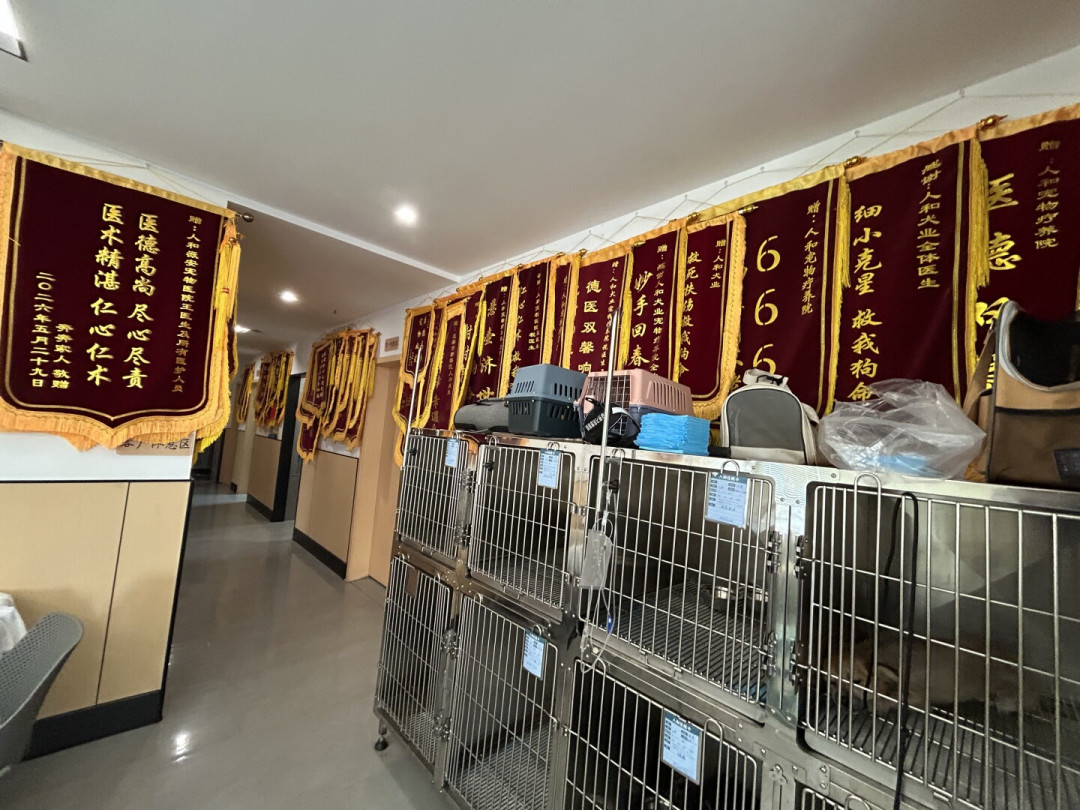 首月1.5元，次月起49.9元月月扣：宠物险退保能拿回多少？先把这两步做干净